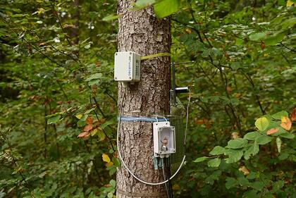 Los científicos monitorean la salud de los árboles mediante dispositivos que miden el flujo de savia a través del tronco, la circunferencia del árbol y el grosor del tejido de la corteza