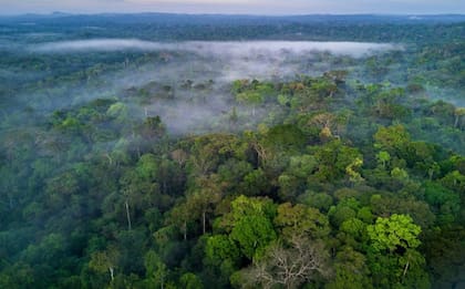 Los científicos no tenían evidencia tan concreta sobre civilizaciones en el Amazonas