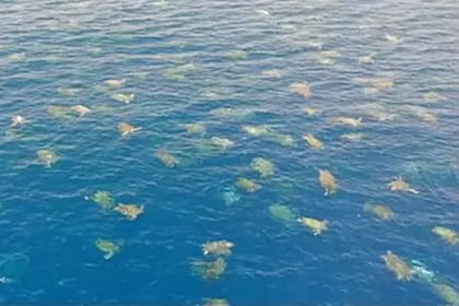 Los científicos pueden registrar la cantidad de ejemplares con drones de una forma menos invasiva y con mayor precisión