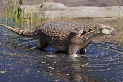 Los científicos que descubrieron el Patagopelta cristata aseguran que puede tratarse de un ejemplar que tuvo un evento de enanismo por un fenómeno biológico llamado "regla de la isla"