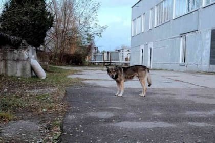 Los científicos que estudian a los perros de Chernobyl hicieron amistad con ellos