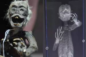 Más de 100 años después, los científicos resolvieron el misterio detrás de la “momia sirena”