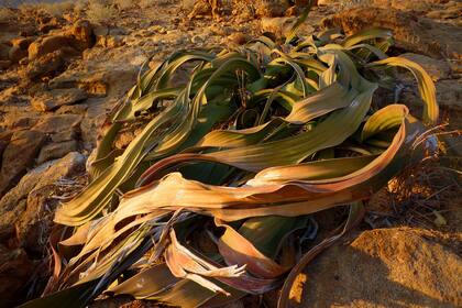 Los científicos revelaron los misterios de Welwitschia, el icónico arbusto que crece en el árido desierto del Namib