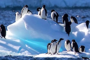 Los científicos señalan que los pingüinos parecen ser más resistentes de lo que se temía, pero el virus de la gripe aviar hace estragos en otras especies