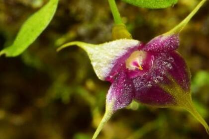 La orquídea de Copa se añade a la familia de 72 especies de orquídeas. Creditos: Trond Larsen