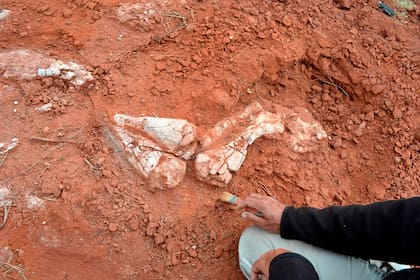 Los restos de dos especímenes de una nueva especie de dinosaurios herbívoros de 205 millones de años de antigüedad