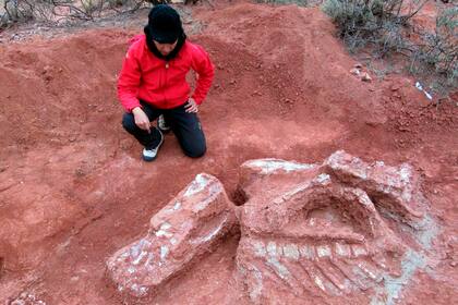 El hallazgo de Ingentia prima (la "primera inmensa", en latín, de nombre femenino, aunque no se puede determinar si los ejemplares eran machos o hembras)