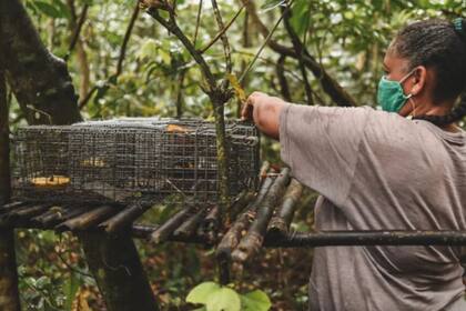 Los científicos utilizan trampas con cebo de plátanos para capturar primates y poder vacunarlos contra la fiebre amarilla