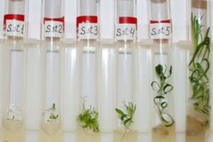 Los científicos utilizaron la tecnología de clonación para extraer el material genético de las vainas antiguas y como resultado pudieron criar 36 plantas