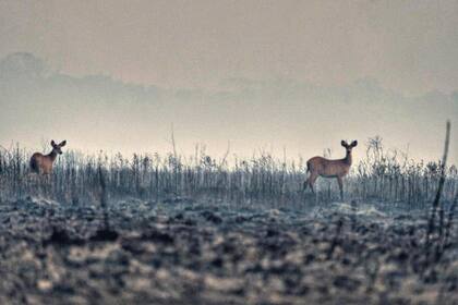 Los ciervos escapan de los incendios en la Reserva Yerbalito