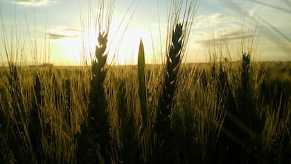 Los cinco ejes sobre los que se estructura la propuesta de la firma son: implantación del cultivo, aporte y manejo adecuado del zinc, estabilidad productiva, eficiencia en el uso del nitrógeno (EUN) y potencial de rendimiento