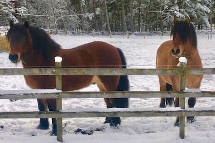 Los cinco ponis murieron en un espacio de dos años por una afección conocida como "enfermedad de los pastos equinos"