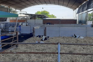 El abecé para chequear el correcto funcionamiento de las granjas lecheras 5 Los cinco puntos a revisar en el tambo