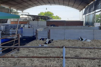 Los cinco puntos a revisar en el tambo