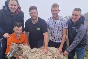 Rescataron a Fiona, la oveja que estuvo dos años perdida en Escocia