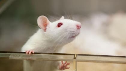 Los circuitos de la memoria en el cerebro fueron estudiados en ratas de laboratorio.