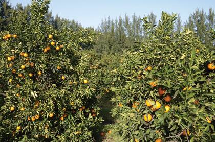 Los cítricos, como el naranjo, necesitan climas más templados.