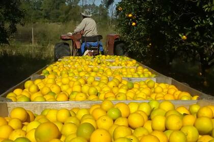 Los citrus y las nueces de pecan de la quinta van al mercado interno