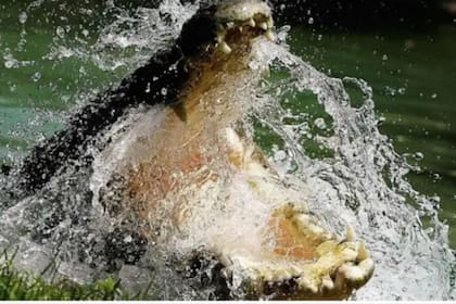 Las autoridades advierten sobre la presencia de cocodrilos en algunas zonas de caza, como el Parque Nacional Everglades