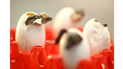 Los cocodrilos recién nacidos en la granja Sriracha en la provincia de Chonburi,