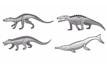 Los cocodrilos tuvieron una diversidad de formas mucho mayor en el pasado. Los ejemplos incluyen corredores rápidos, formas excavadoras y excavadoras, herbívoros y especies oceánicas