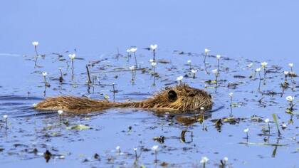 Los coipos pueden llegar a pesar entre 7 y 9 kilos.