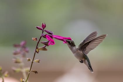 Los colibríes dependen del néctar como fuente principal de energía