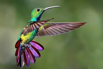 Los colibríes tienen preferencia por cierto tipo de flores