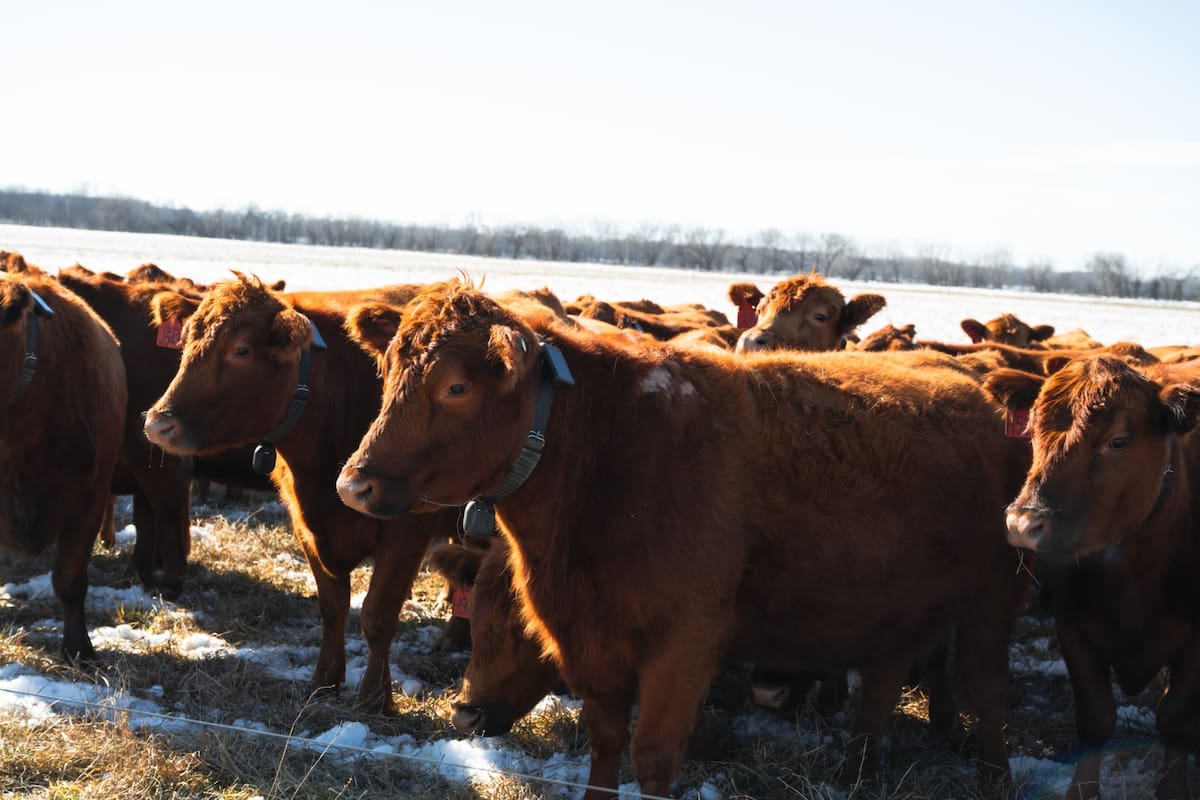 Revolutionize la ganadería: tecnología de cerca virtual sin alambrado, control de vacas a través de teléfono