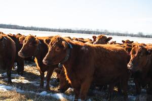 La revolucionaria tecnología con la cual ya no es necesario el alambrado y a las vacas las manejan por teléfono