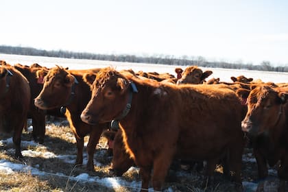 Los collares inteligentes instalados en los animales