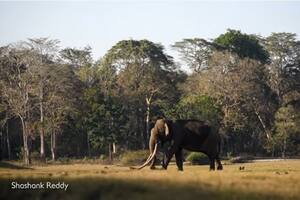 Hallan en India al elefante con los colmillos más largos jamás vistos