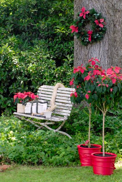 Los colores de la estrella federal nos conectan con la tradición de esta temporada