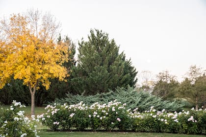 Los colores del otoño no se transforman en textura, calidez y contraste para jardines con alma urbana