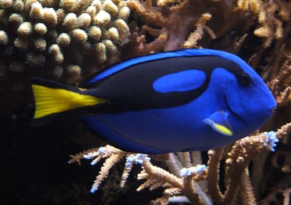 Los colores del pez cirujano azul y la contemplación del agua en la que nadan relajarán a las personas de Virgo