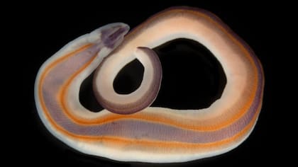 Los colores extraordinarios del gusano cinta