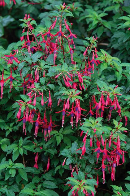Los colores llamativos de Fuchsia magellanica atraen colibríes