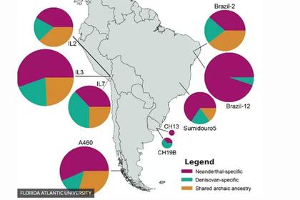 Los colores muestran los rastros genéticos neandertales (violeta), denisovanos (verde) y compartidos por los tres grupos (marrón). En los restos de Uruguay y Panamá se halló un sorprendente porcentaje denisovano.