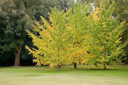 Los colores otoñales de muchos árboles, como el gingko, no pasan inadvertidos y se destacan como punto focal