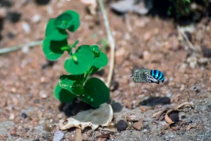 Los coloridos insectos pueden encontrarse a lo largo y ancho de Australia con sus distintivas rayas que la hacen inconfundible.