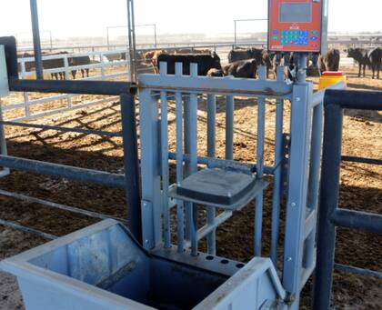 Los comederos inteligentes permitieron determinar el consumo individual de materia seca (CMS) para, posteriormente, poder calcular el consumo residual (RFI), obteniéndose luego los correspondientes DEP's de CMS y de RFI