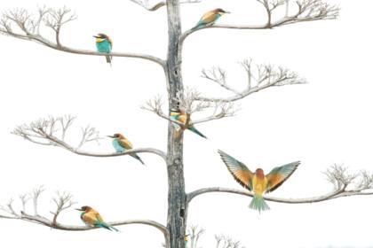 Los comedores de abejas y la flor de agave València, España. Autor: Salvador Colvée Nebot | Dénia, España