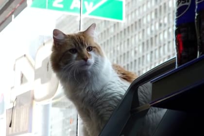 Los comerciantes enfrentan multas de entre US$200 y US$350 por esta práctica