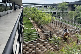 Demanda selectiva en el Mercado Agroganadero de Cañuelas