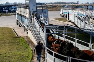 Menor interés de la demanda y valores en baja para la hacienda en el Mercado Agroganadero de Cañuelas