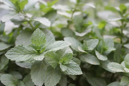 Los compuestos aromáticos de estas plantas modifican las rutas habituales de los insectos en busca de alimento y refugio