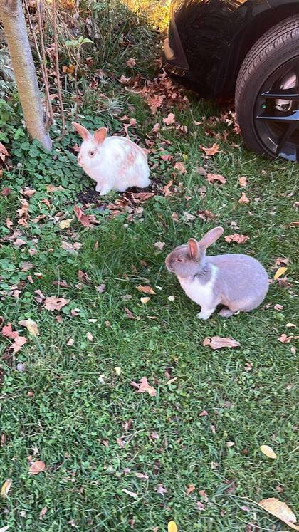 Los conejos estaban en el patio delantero de una casa en Ohio.