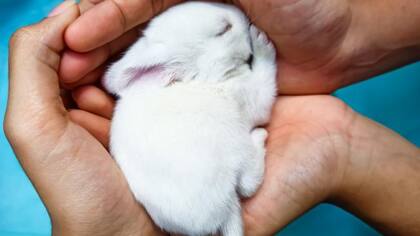 Los conejos son propensos a sufrir un shock térmico por las altas temperaturas