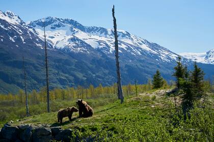 Los consejos de los expertos sobre cómo actuar ante la presencia de un oso