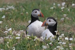 Los conservacionistas creen que los frailecillos están prosperando en la isla Skomer debido a que allí abunda el alimento que ellos consumen y no hay depredadores